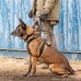 Купить Шлея для собаки 5.11 Tactical® "Aros K9 Harness" от производителя 5.11 Tactical® в интернет-магазине alfa-market.com.ua  